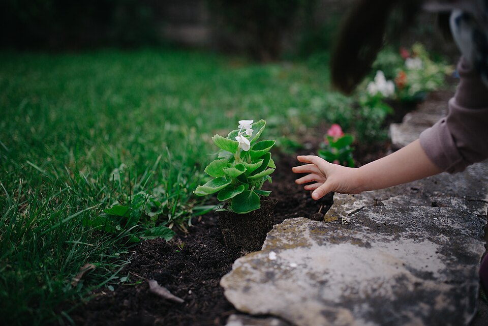 Planting & Mulch